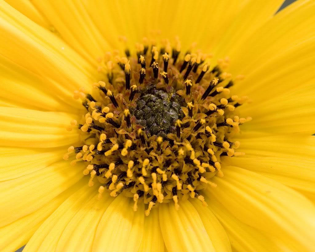 Masastnzde icekler asn African-daisy-center