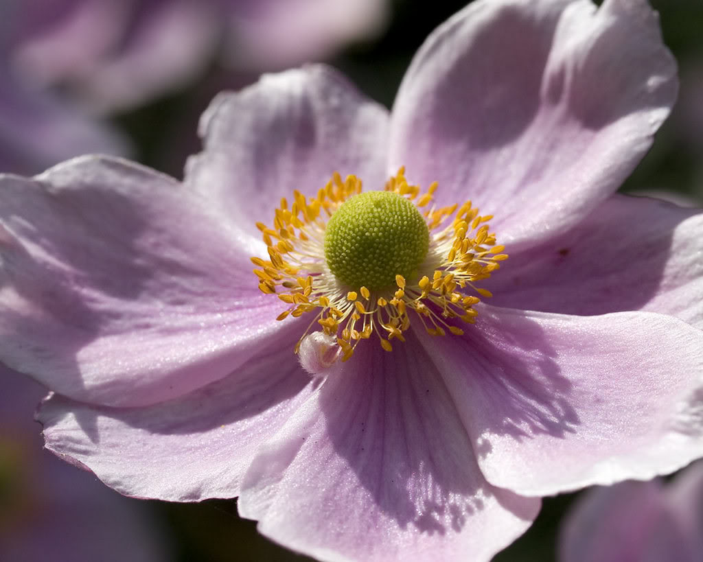 Masastnzde icekler asn Pink-clemetis