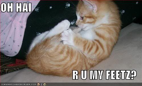 Funny stuff. I challenge thee! - Page 2 Lolcats-funny-picture-my-feet