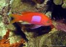 CHROMIS & ANTHIAS SPECIES Anthias3_std