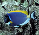 TANGS Powder-blue-tang