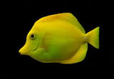 TANGS Yellowtang-1