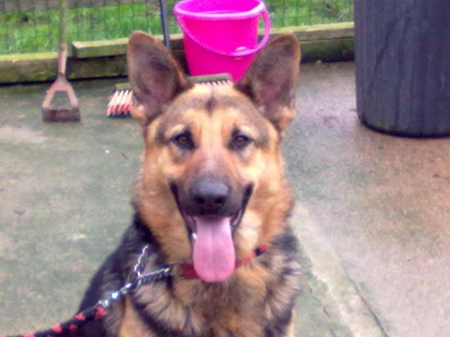 Brody Gorgeous Black and Gold Female homed 230220121261