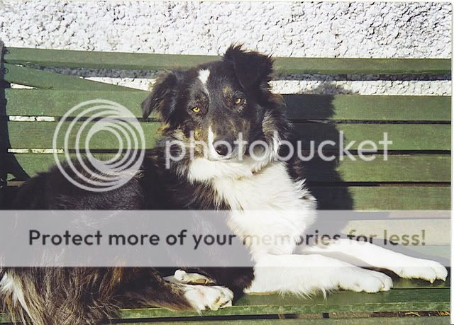 Lost Dog Cloughjordan Hunter