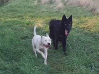 GSD: Murphy and Luke, 2 x male puppies, 9 months old *rehomed* - Page 2 PA120017