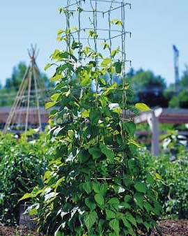 Help me choose pole bean support Beantower