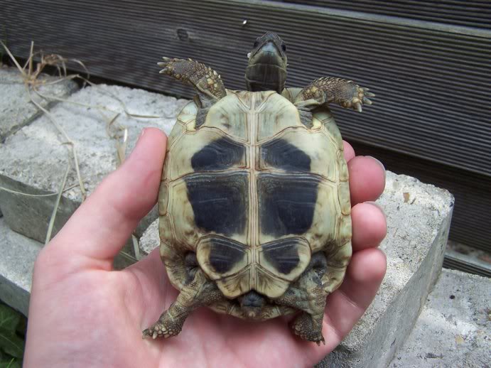 Tortue égarée en région parisienne [Retrouvée! OK] 100_5144b