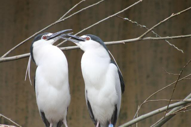 Dierenpark Amersfoort IMG_1832