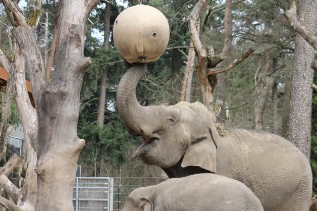 Dierenpark Amersfoort IMG_1892