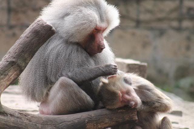 Dierenpark Amersfoort IMG_2004