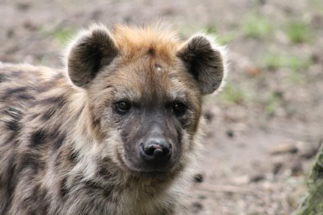 Dierenpark Amersfoort IMG_2007