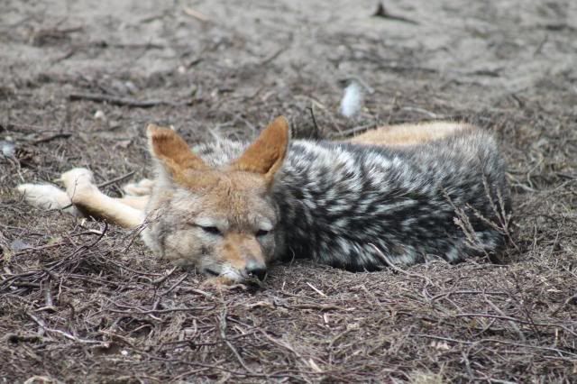 Dierenpark Amersfoort IMG_2065