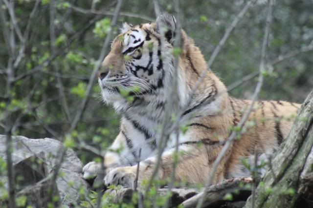 Dierenpark Amersfoort IMG_2082