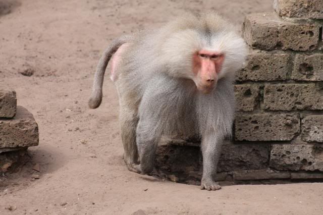 Dierenpark Amersfoort IMG_2130