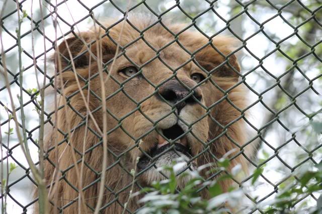 Dierenpark Amersfoort IMG_2176