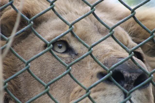 Dierenpark Amersfoort IMG_2179