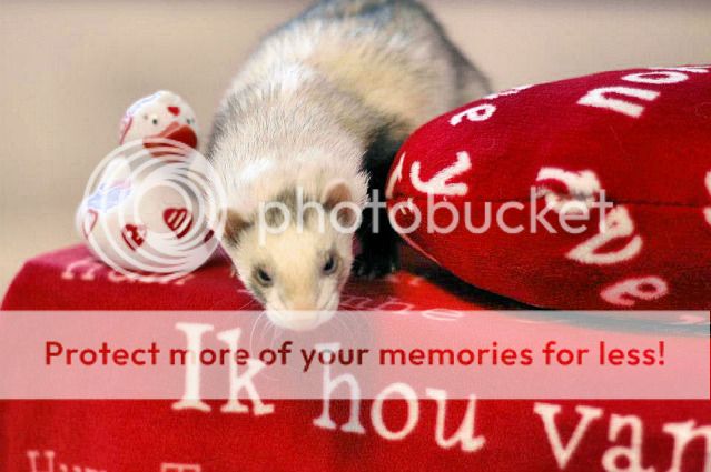 Valantijn fotoshoot bij DierenKliniek Zuiderkaag 17094_374892239275868_372659782_n1