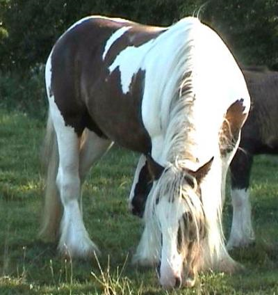 the stud horses Ballacolla2