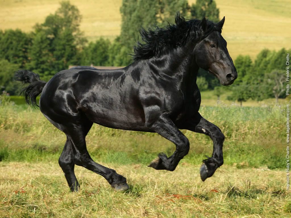 will you make a pic for me? Blackpercheron
