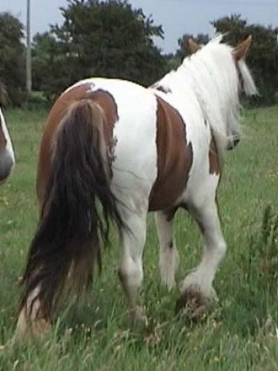 the stud horses Catriona