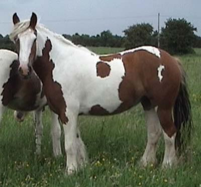 the stud horses Catriona2