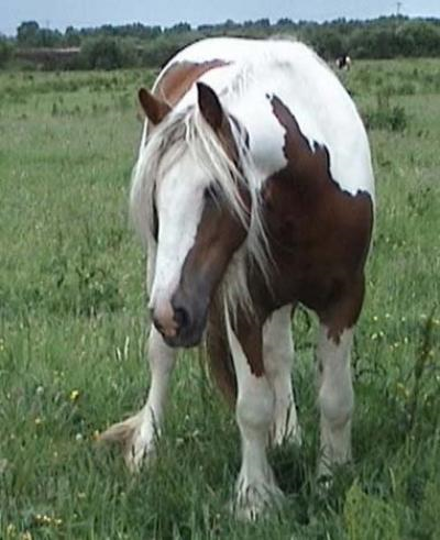 the stud horses Catriona3