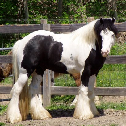 the stud horses FeatherWoodCuChulainn