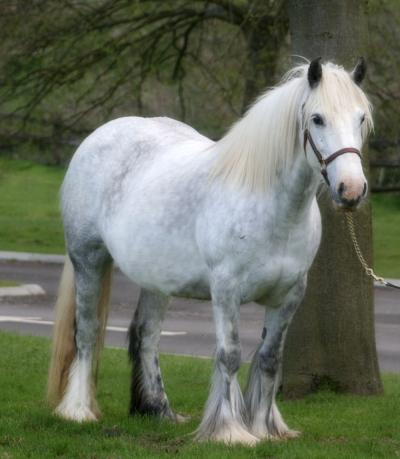 the stud horses Kestral