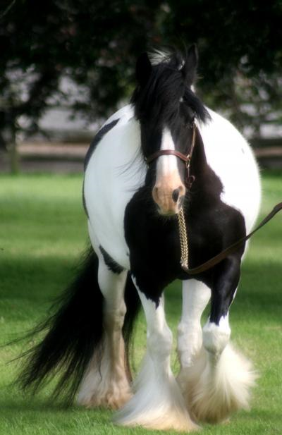 the stud horses Sorcha2