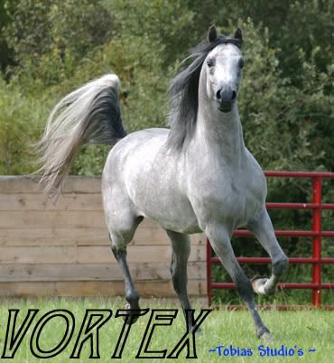 some of my other rp horses from yonks back Vortex