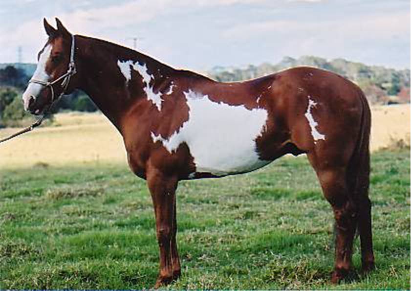 ~*~ Admins Horses ~*~ Ben2