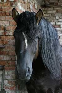 will you make a pic for me? Black-stallion