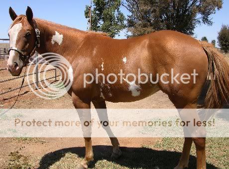 some of my other rp horses from yonks back Cowboy