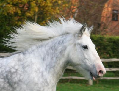 MY HORSES wild and tame! ALL TOGETHER Kestral3