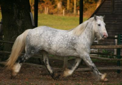 the stud horses Kestral4