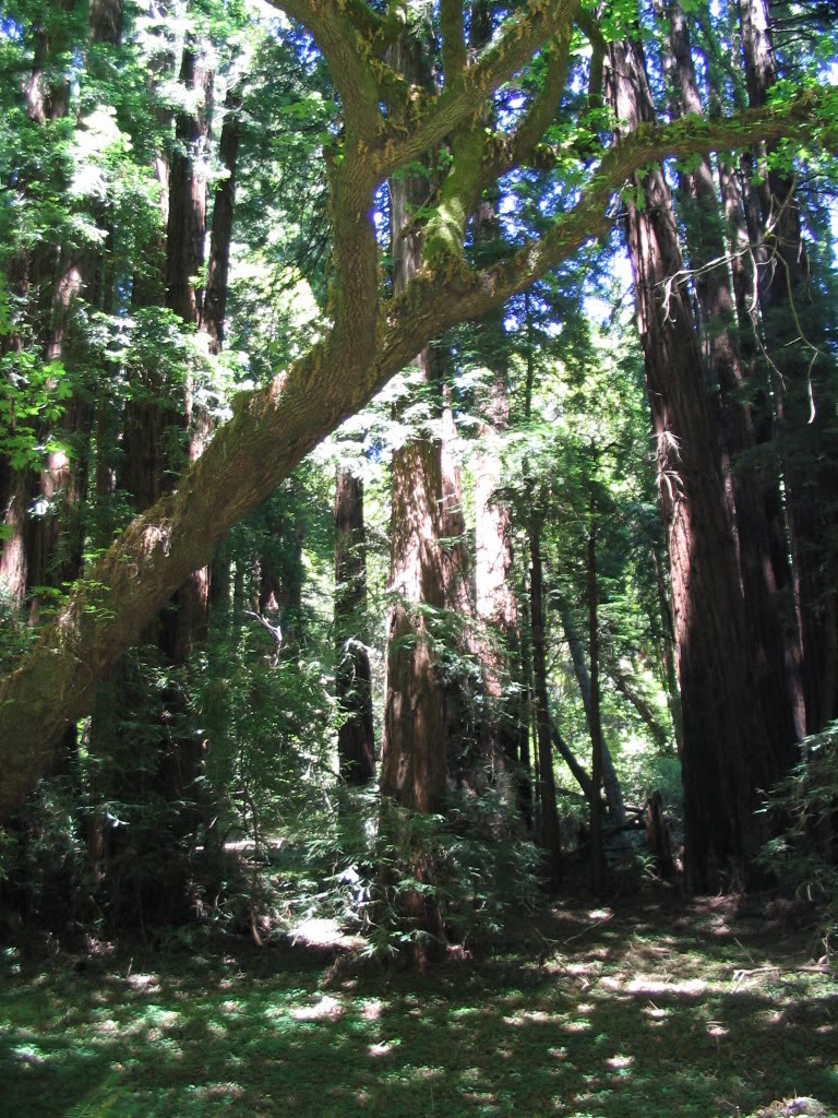 ~*~ Whispering Woods ~*~ Muir_woods_CA