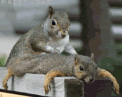 good morning Squirrelmassage-1