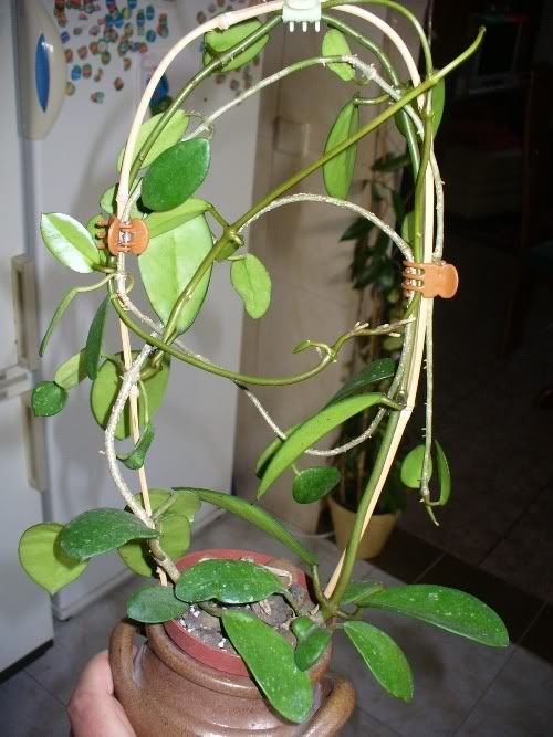 Hoya diversifolia y sus raices Hoya26jun01015