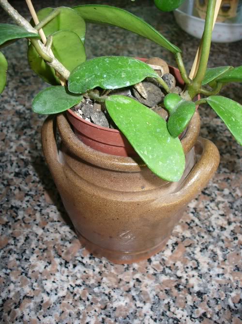 Hoya diversifolia y sus raices Hoya26jun01016