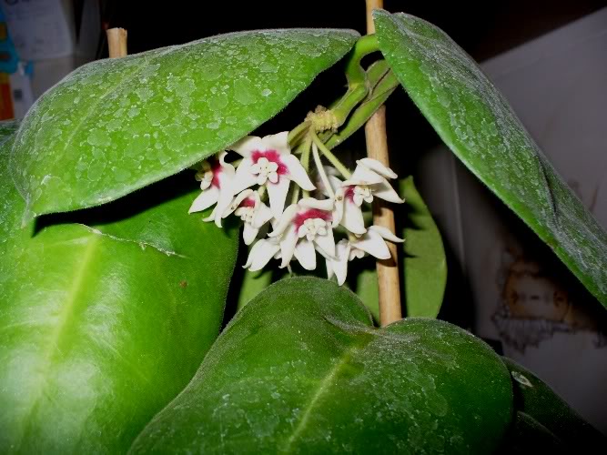 Hoya Calycina P1130730