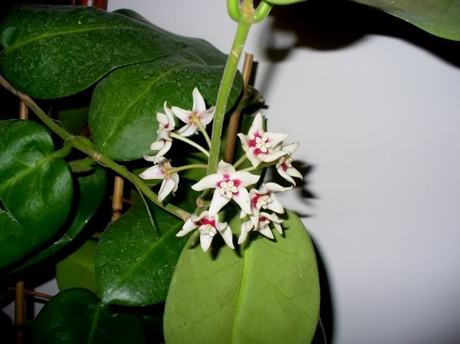 Hoya Calycina P1130811