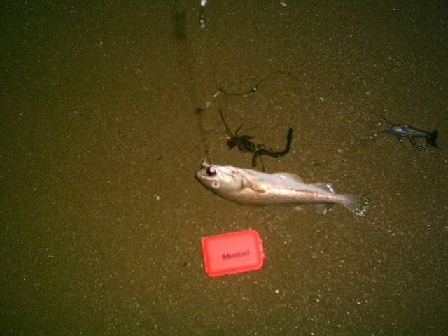 Rhyl Sat. 5 Dec. Didn't rain on my parade FishingPicture006