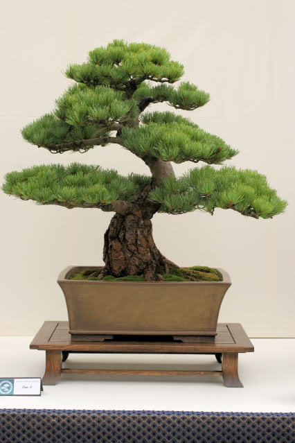 Wirral Bonsai Club Show IMG_0769