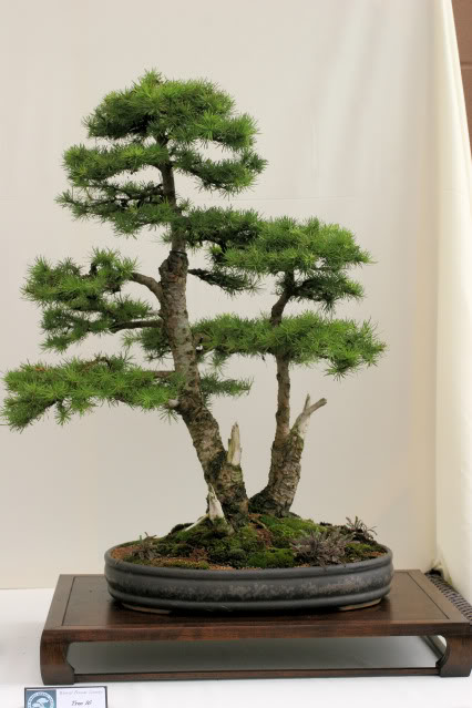 Wirral Bonsai Club Show IMG_0770