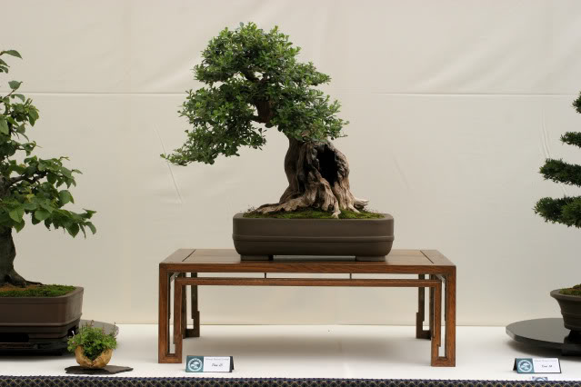 Wirral Bonsai Club Show IMG_0773