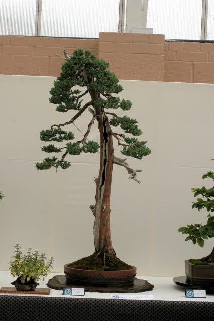 Wirral Bonsai Club Show IMG_0777