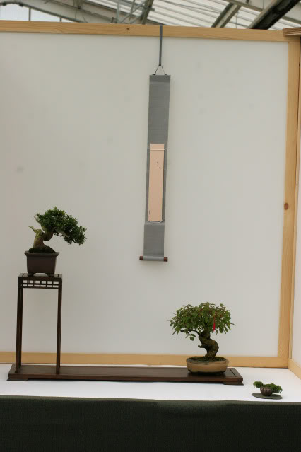 Wirral Bonsai Club Show IMG_0784