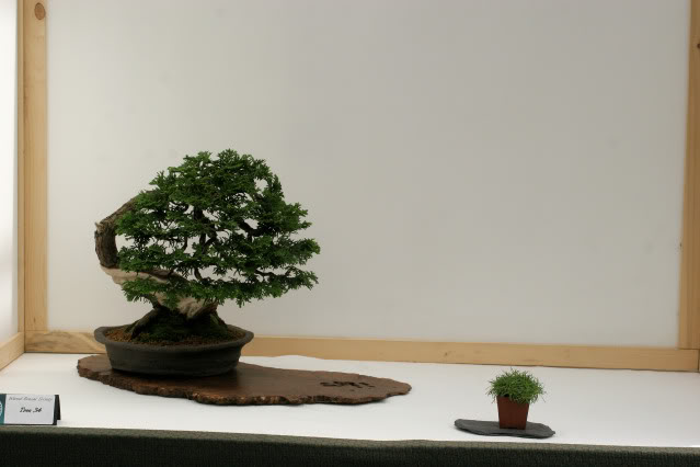 Wirral Bonsai Club Show IMG_0791