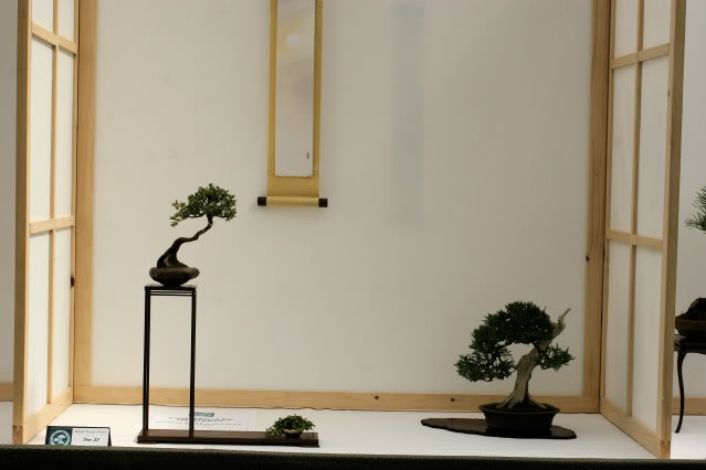 Wirral Bonsai Club Show IMG_0793