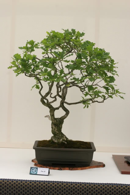 Wirral Bonsai Club Show IMG_0801